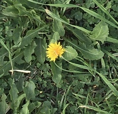 Taraxacum officinale