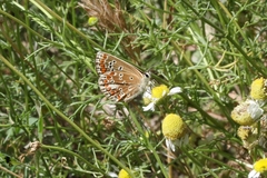Aricia agestis