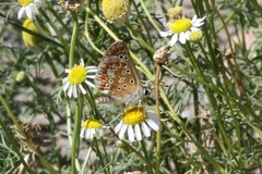 Aricia agestis
