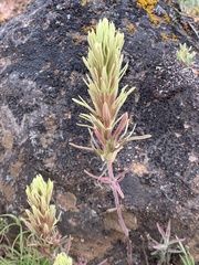Castilleja thompsonii