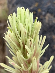 Castilleja thompsonii