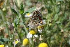 Aricia agestis