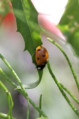 Coccinella septempunctata