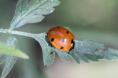 Coccinella septempunctata