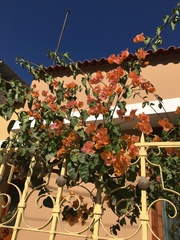 Bougainvillea