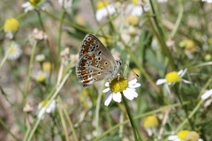 Aricia agestis