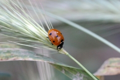 Coccinella septempunctata