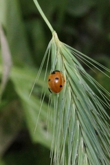 Coccinella septempunctata