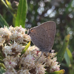 Satyrium sylvinus