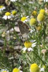 Aricia agestis