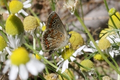 Aricia agestis