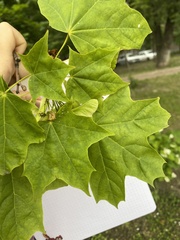 Acer platanoides