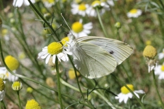 Pieris rapae