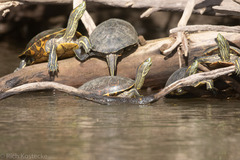 Trachemys venusta