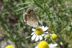 Aricia agestis