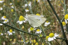 Pieris rapae