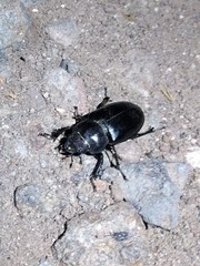 Lucanus mazama