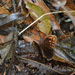 Pronophila - Photo (c) Chia aka Cory Chiappone,  זכויות יוצרים חלקיות (CC BY-NC)