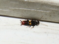 Marava arachidis
