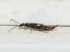 Marava arachidis