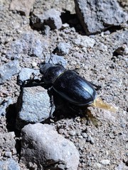 Lucanus mazama