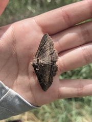 Zale fictilis