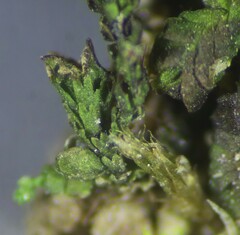 Frullania catalinae