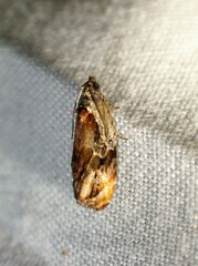 Zomaria interruptolineana