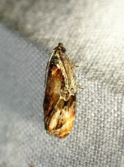 Zomaria interruptolineana