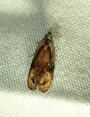 Zomaria interruptolineana