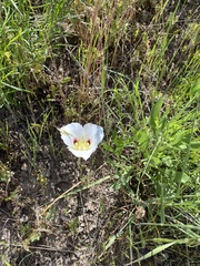 Calochortus nuttallii