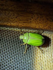 Pelidnota prasina