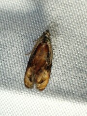 Zomaria interruptolineana