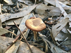 Singerocybe