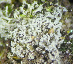 Leprocaulon americanum