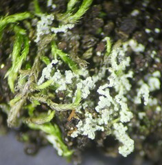 Leprocaulon americanum