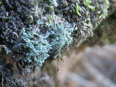 Leprocaulon americanum