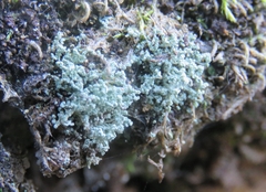 Leprocaulon americanum