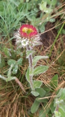 Erigeron uniflorus