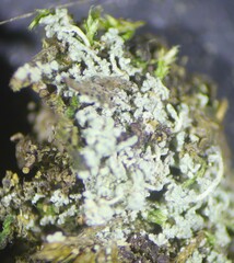 Leprocaulon americanum