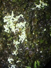 Leprocaulon americanum