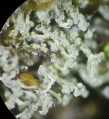 Leprocaulon americanum