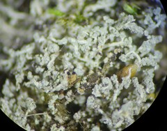 Leprocaulon americanum