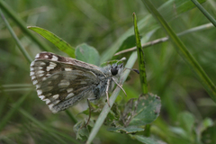 Muschampia cribrellum