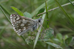 Muschampia cribrellum