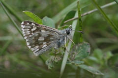 Muschampia cribrellum