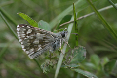 Muschampia cribrellum
