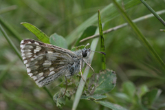 Muschampia cribrellum