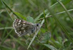 Muschampia cribrellum