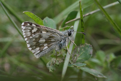 Muschampia cribrellum